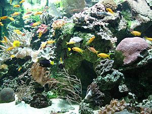 Archivo:Aquarium tropical - bac marin