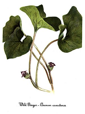 Archivo:Asarum canadense-2, by Mary Vaux Walcott