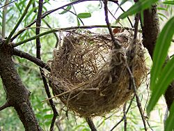 Archivo:Basket style nest