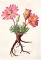 Bitter Root (NGM XXXI p504)