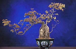 Archivo:BonsaiTridentMaple