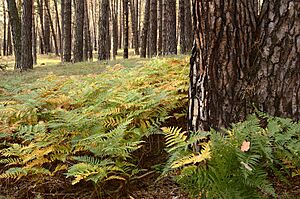 Archivo:Bor lowland typical forest