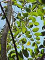 Bursera simaruba0