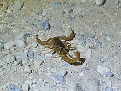 Buthus elongatus.jpg