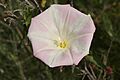 Calystegia macrostegia (1)