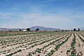 Campos de regadío en el Esparragal