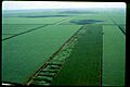 Canal Point Florida Sugarcane from Air 1968