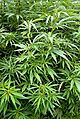 Cannabis sativa