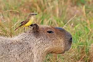 Archivo:Cattle tyrant (Machetornis rixosa) on Capybara