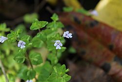 Clinopodium brownei.jpg