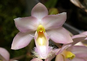 Archivo:Clowesia rosea Orchi 015