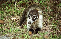 Archivo:Coati 1