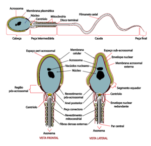 Archivo:Complete diagram of a human spermatozoa pt