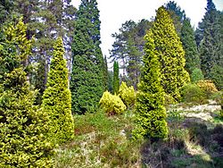 Archivo:Conifers, Bedgebury Pinetum - geograph.org.uk - 796947