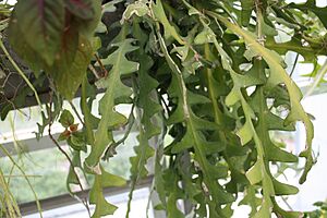 Archivo:Cryptocereus anthonyanus - Ric Rac Cactus C IMG 5375