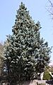Cupressus glabra Fastigiata