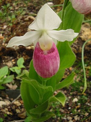 Archivo:Cypripedium reginae