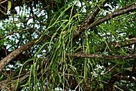 Disocactus blomianus.jpg