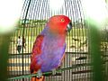 Eclectus roratus (female)-captivity-6a
