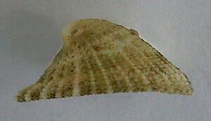 Archivo:Emarginula striatula (side view)