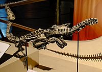 Archivo:Eoraptor fossil