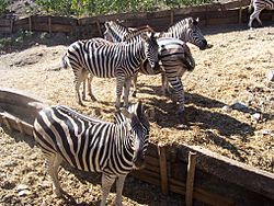 Equus quagga antiquorum at Selwo Adventure Park.jpg