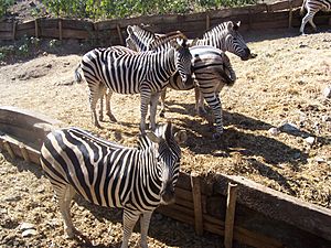 Archivo:Equus quagga antiquorum at Selwo Adventure Park