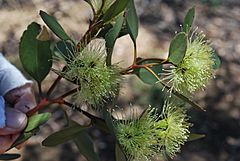 Archivo:Eucalyptus platypus Flowers. and Ferocious Ants (4175272061)