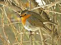 European Robin (Erithacus rubecula) 2