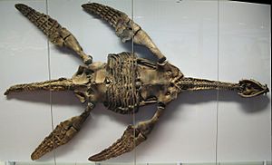 Archivo:Fossil-Plesiosaurier-Skelett