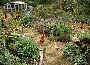 Archivo:Garden chicks and herbs - Flickr - hardworkinghippy , La Ferme de Sourrou