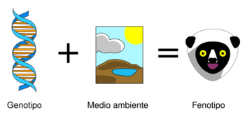 Archivo:Genotype Plus Environment-es
