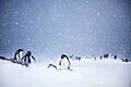 Gentoo Penguins at Trinity Island, Antarctica