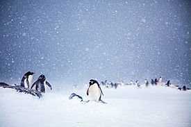 Gentoo Penguins at Trinity Island, Antarctica.jpg