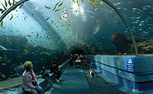 Archivo:Georgia Aquarium - Ocean Voyager Tunnel Jan 2006