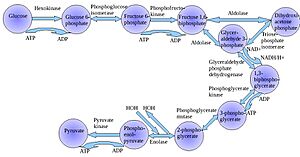 Archivo:Glycolysis