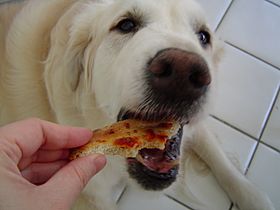 Archivo:Golden Retriever eating crust of pizza