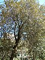 Golden oak
