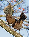 Gray-headed Chachalaca.jpg