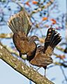 Gray-headed Chachalaca