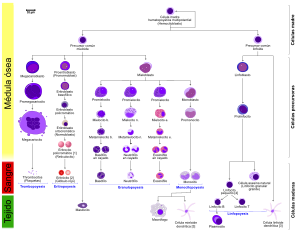 Archivo:Hematopoiesis (human) diagram es