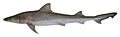 Hemigaleus australiensis csiro-nfc