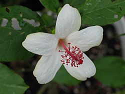 Hibiscus waimeae subsp. hannerae (5187564629).jpg