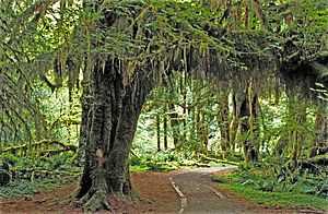 Archivo:Hoh Rain Forest, Olympic National Park, Washington State, 1992