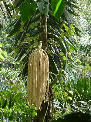 Archivo:IRIARTEA DELTOIDEA (Inflorescence)