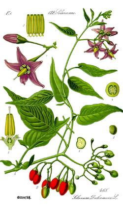 Archivo:Illustration Solanum dulcamara0 clean