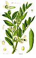 Illustration Vicia faba1