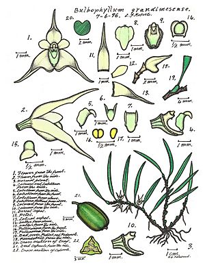 LR008 72dpi Bulbophyllum grandimesense.jpg
