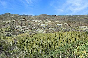 Archivo:La Palma - Villa de Mazo - Lugar Playa La Salemera-Lomo Oscuro - Euphorbia canariensis 03 ies