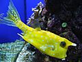 Lactoria cornuta.002 - Aquarium Finisterrae